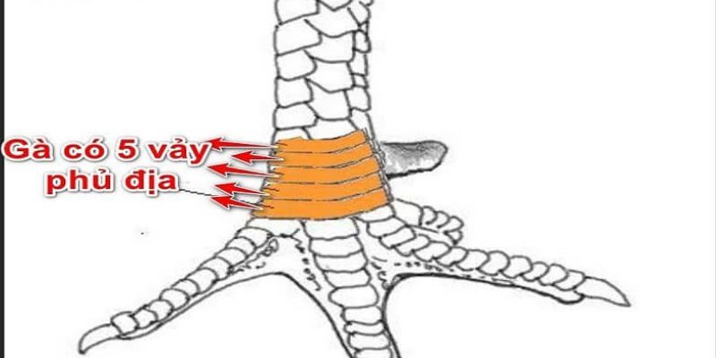 Gà chọi sở hữu 5 vảy phủ địa