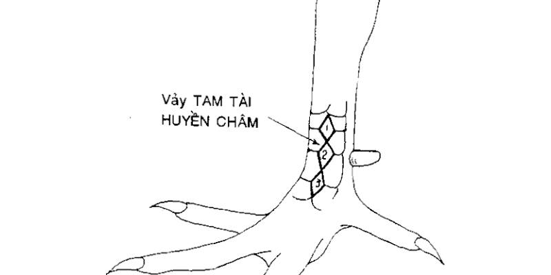 Thế nào là vảy gà Huyền Trâm?