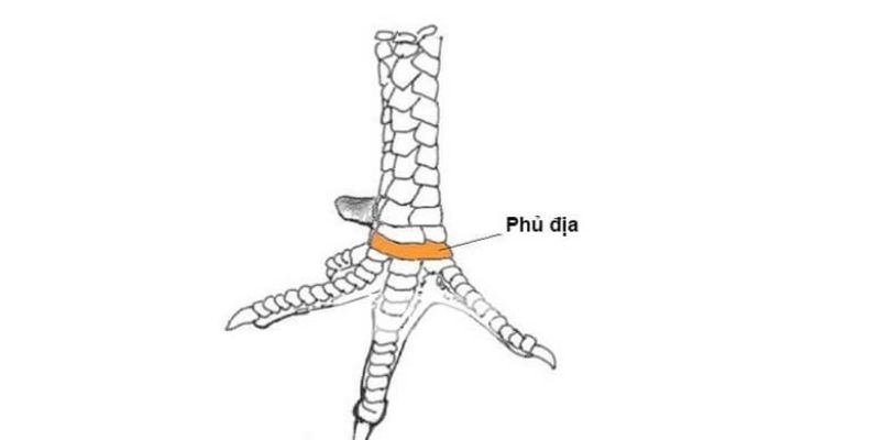 Vảy tứ quý phủ địa