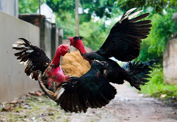 Lông ngoài khép kín là một trong những con có khả năng bay nhảy tốt